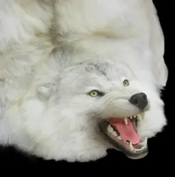 White Wolf Skin – A Majestic Arctic Treasure