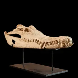 Nile Crocodile Skull - Trophy of Africa's Apex Predator