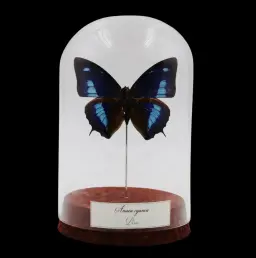 Anaea cyanea Butterfly in Glass Cloche – Peru