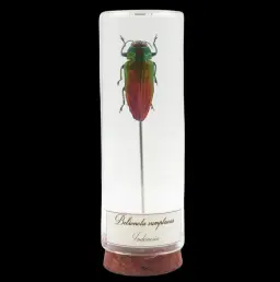Belionata sumptuosa – The Tropical Gem of Indonesia