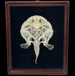 Walking Fish Skeleton – A Masterpiece of Natural Evolution in a Framed Display
