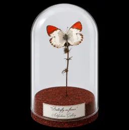 Colotis annae on dried bloom in Glass cloche 12 cm, South Africa