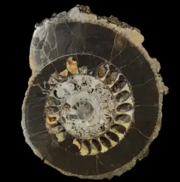 Ammonite Speetoniceras versicolor – A Multicolored Masterpiece of the Early Jurassic Sea
