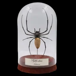 Nephila vitiana: Rare Marvel of Nature