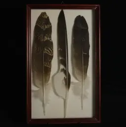 Rare Feathers of the South African Bustard in Elegant Frame