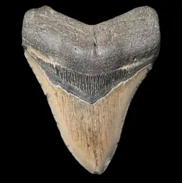 Megalodon Tooth, 151 gr, Polishing, h 10.5 cm, circa 13 mln years old