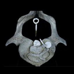 Rare Whale Vertebra with Traditional Northern Engravings – A Unique Cultural Artifact