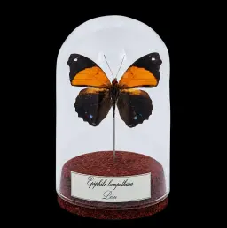 Epiphile lampethusa in Glass Cloche 10 cm, Peru