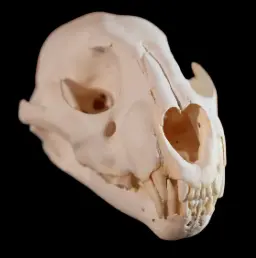 Leopard Skull – A Rare Symbol of Stealth and Elegance