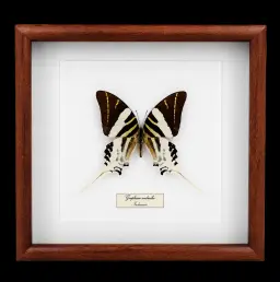 Graphium androcles in Frame, Indonesia