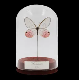 Cithaerias aurora in Glass Cloche – Ethereal Pink from Peru