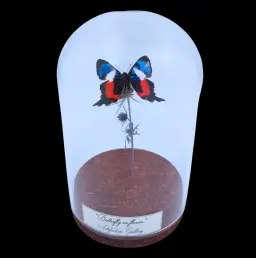 Ancyluris formosissima on Dried Bloom in Glass Cloche