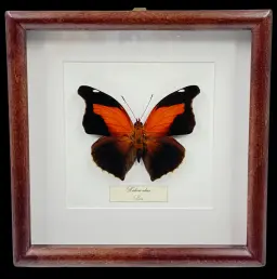 Historis odius – A Rare Peruvian Jewel in Frame