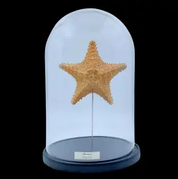 Asteroidea sp. in Glass Cloche 32 cm, Pacific Ocean