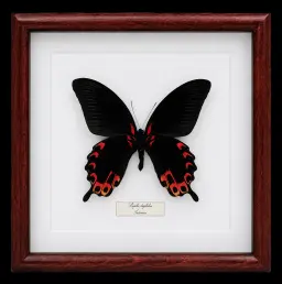 Papilio deiphobus in Frame, Indonesia