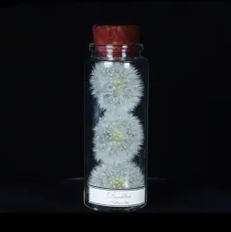 Exquisitely Preserved Dandelion in a Glass Bottle – A Rare Miniature Masterpiece