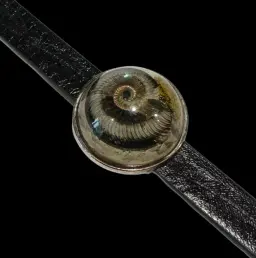 Eternal Spiral: Ammonite Fossil Bracelet in Epoxy Resin on Leather Strap