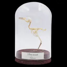 Prinia Inornata Skeleton in Glass Cloche – Delicate Testament to Nature’s Elegance