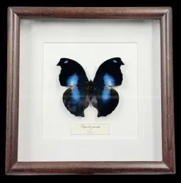 Mapeocles jucunda – A Peruvian Wonder in Frame