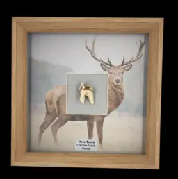 Mounted Deer Tooth – Natural Specimen from the Cervidae Family, Europe