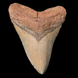 Megalodon Tooth, 149 gr, Polishing, h 11 cm, circa 13 mln years old