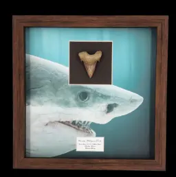 Prehistoric Power: Authentic Otodus obliquus Tooth, 4.5 cm