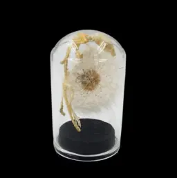 Skeletal Mouse on Dandelion