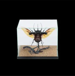 Rhinoceros Beetle in a Glass Cube