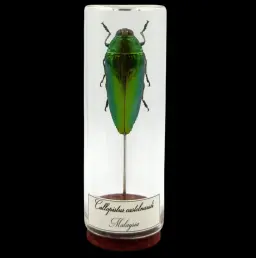 Crimson Elegance: Callopistus castelnaudi, Malaysia