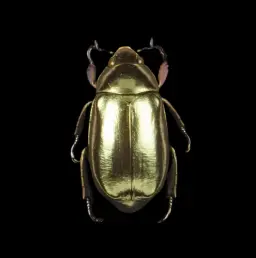 Framed Chrysina Resplendens: The Golden Scarab Beetle