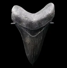 Megalodon Tooth, 217 gr, Polishing, h 12,5 cm, circa 13 mln years old