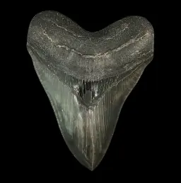 Megalodon Tooth, 306 gr, Mesuem quality, h 13,5 cm, circa 13 mln years old