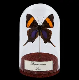 Marpesia corinna in Glass Cloche 10 cm, Peru