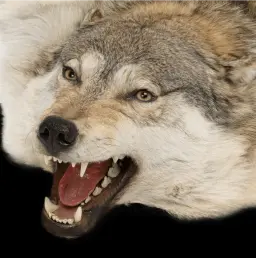 Northern Wilderness Rug: Premium Siberian Wolf Pelt 190 cm