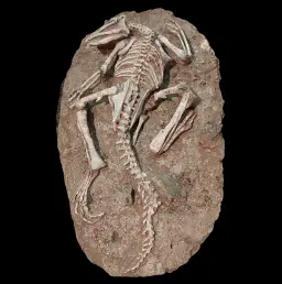 Jeholosaurus Skeleton Fossil — Early Ancestor of Iguanodonts and Hadrosaurs from the Jehol Biota