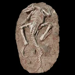 Jeholosaurus Skeleton Fossil — Early Ancestor of Iguanodonts and Hadrosaurs from the Jehol Biota