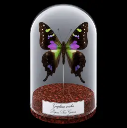 Graphium weiskei，玻璃罩裝 12 厘米，巴布亞新幾內亞