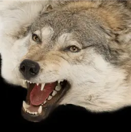 Northern Wilderness Rug: Premium  Wolf Pelt 190 cm