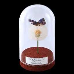 Junonia rhadama on dandelion in Glass Cloche 12 cm, Madagascar