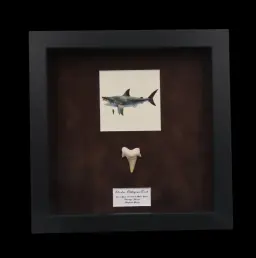 Prehistoric Power: Authentic Otodus obliquus Tooth 3 cm in frame