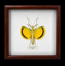 Tagesoidea nigrofasciata in Frame, Indonesia