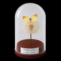 Colotis auxo on dendlion in Glass cloche 12 cm, South Africa
