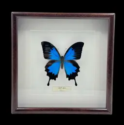 Azure Majesty: The Enchanting Papilio Ulysses of Indonesia