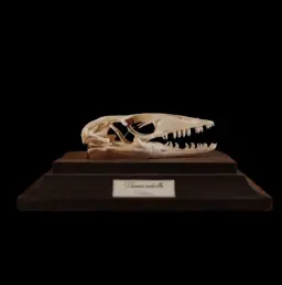 Preserved Varanus Rudicollis Skull - Rare Southeast Asian Find