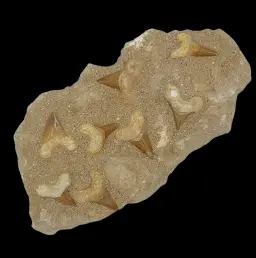 1 578 gr Plate of Fossilised Otodus Sharks Teeth