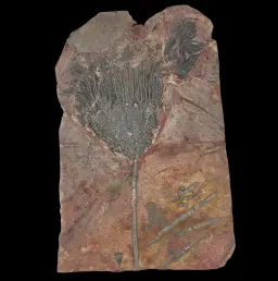 Crinoid Fossil Slab with Articulated Sea Lilies
