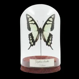 Graphium cloanthus – The Gliding Emerald of Vietnam