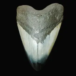 Megalodon Tooth, 176 gr, Polishing, h 11.2 cm, circa 13 mln years old