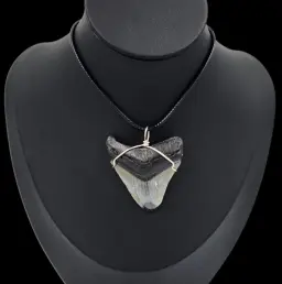 Megalodon Tooth – Pendant, 17.5gr, 4.5cm