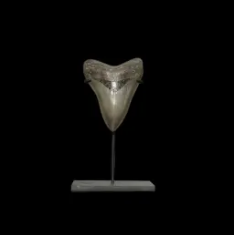 Megalodon Tooth, 250 gr, Polishing, h 12 cm, circa 13 mln years old